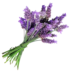 Dewy Skin Natural organic lavender icon